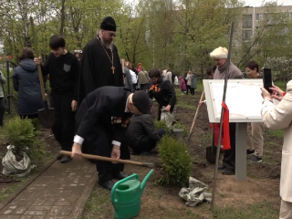 Высаженная брянскими партизанами Аллея Славы в Дубне обрела новую жизнь