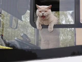 Как правильно перевозить животных в автобусе, объяснили в «Мострансавто»
