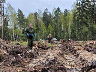 Леса в Орехово-Зуеве пополнились тысячами молодых елей и сосен