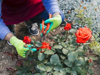 Как вырастить пышный розовый куст из подаренного букета в домашних условиях