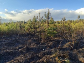За последние сутки в Балашихе был потушен один лесной пожар