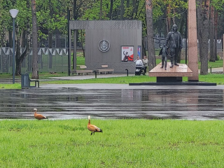 Золотистых уток заметили вдали от водоема в центре Жуковского
