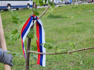 «Сад Памяти»: в Подольске в честь Дня Победы высадят клены, сосны, кедры и липы
