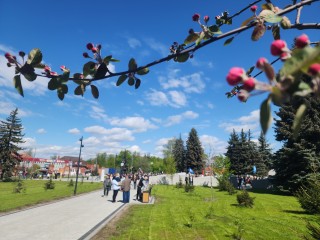 В обновленном сквере у Дулевского фарфорового завода в День Победы впервые расцвели яблони