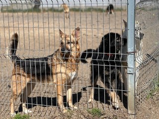 В Химках организовали благотворительную акцию для животных