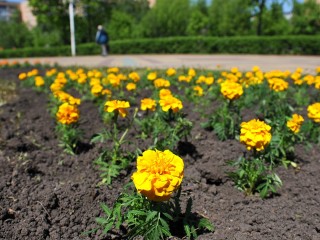 Жители Лотошина высадили у спортцентра живые цветы