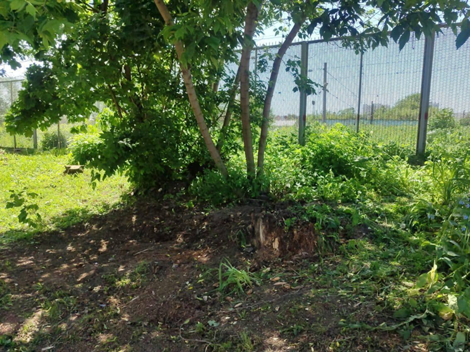 В Коломне во дворе убрали порубочные остатки после жалобы жителей