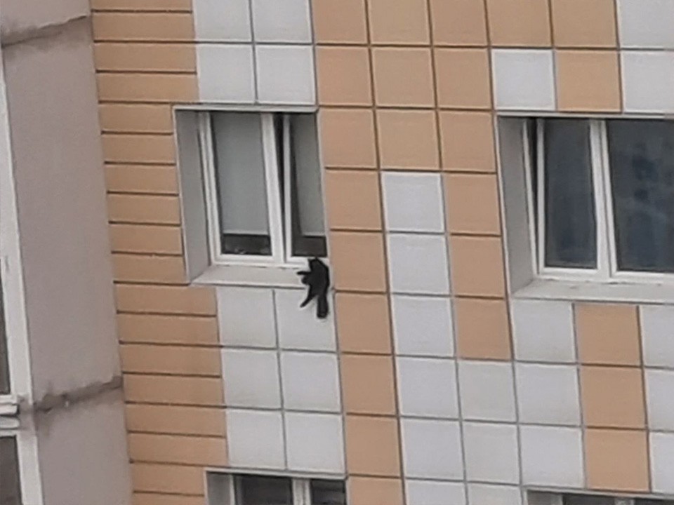 Жители Голубого пытались спасти черную кошку, выпавшую с 11 этажа
