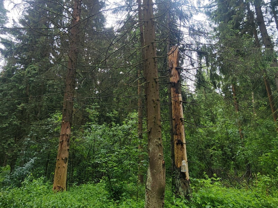 Звенигородские лесничие борются с короедом