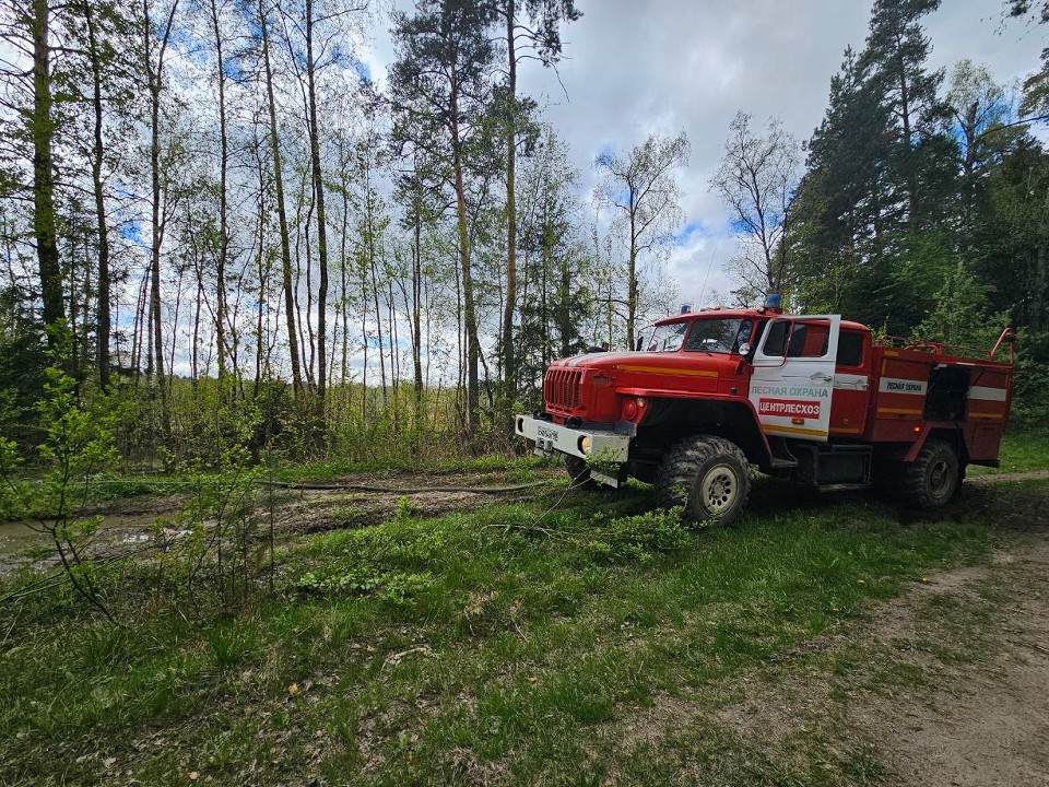 В Подмосковье три дня сохранится низкая пожароопасность в лесах