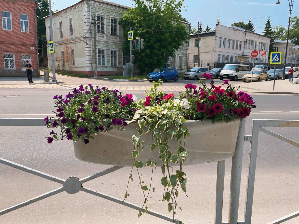 Петунии украсили улицы Волоколамска яркими красками