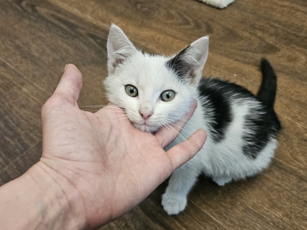 В Воскресенске ищут дом котятам, которых спасли от живодеров