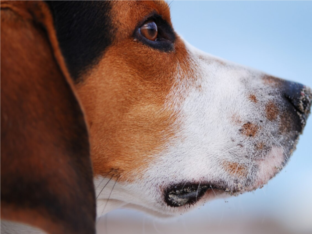 Жительница Истры и ее пес чуть не лишились зрения из-за игр с лазерной указкой