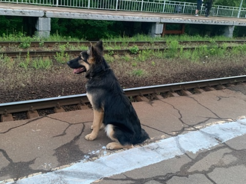 Собака, потерявшаяся по дороге во Фрязино, нашла приют в Ивантеевке