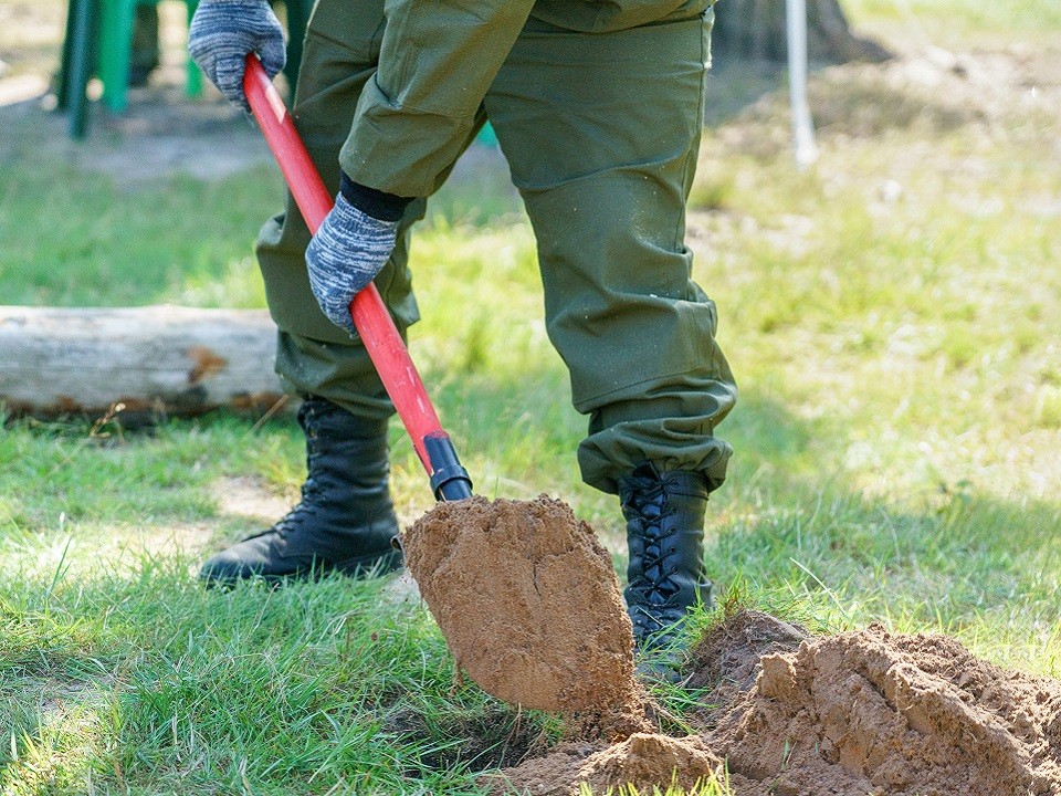 В Одинцовском округе восстановят лес, пострадавший от ураганов Эдгар и Орхан