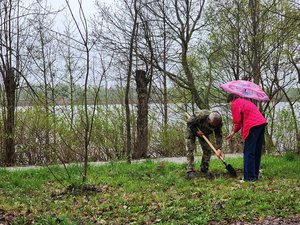 На берегу Сенежа семья из Солнечногорска посадила уникальный дуб