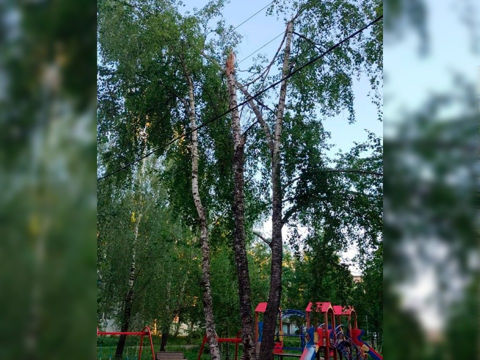 На Почтовой улице спилили тяжелую ветку березы, которая сломалась и нависала над детской площадкой