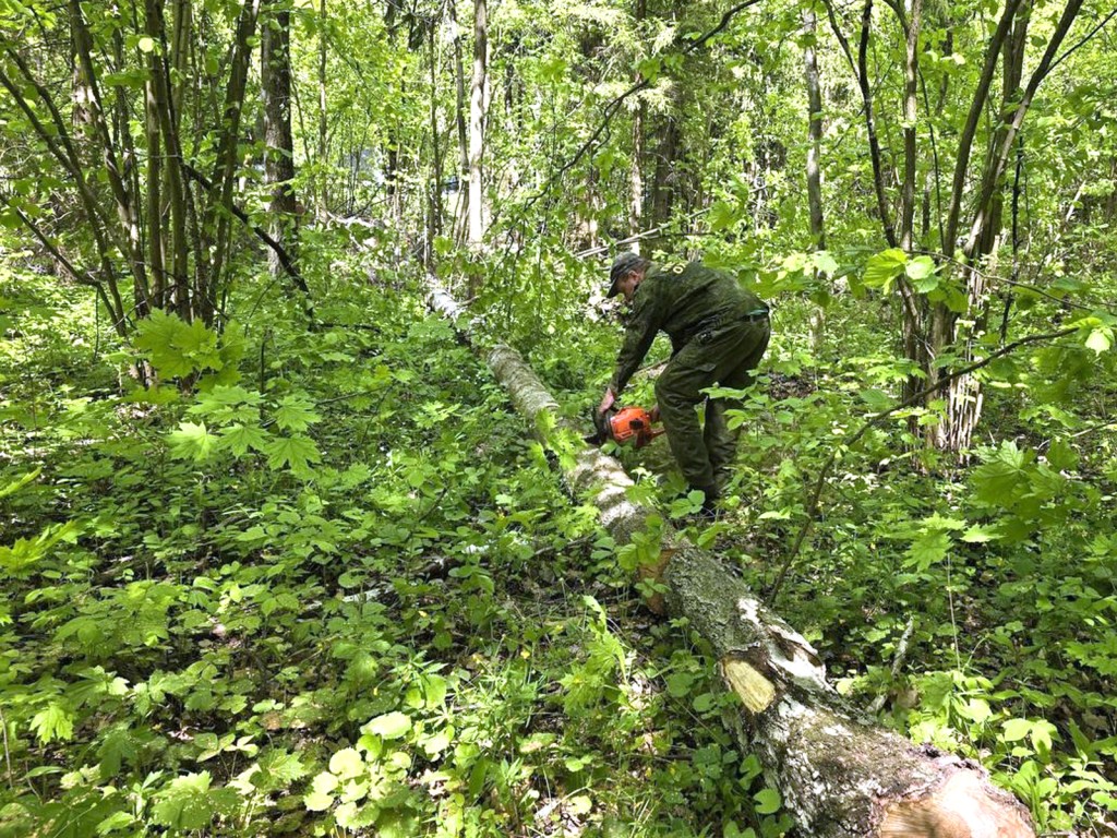 В Городищенском участковом лесничестве начали уборку неликвидной древесины