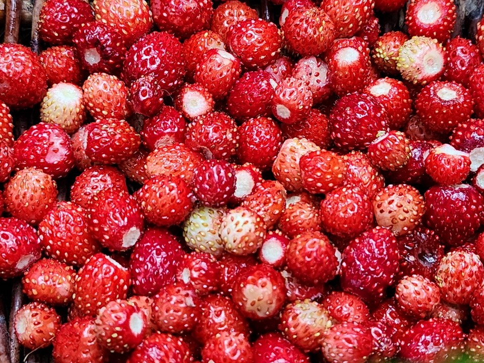 Семь секретных мест, где можно собрать рекордный урожай земляники
