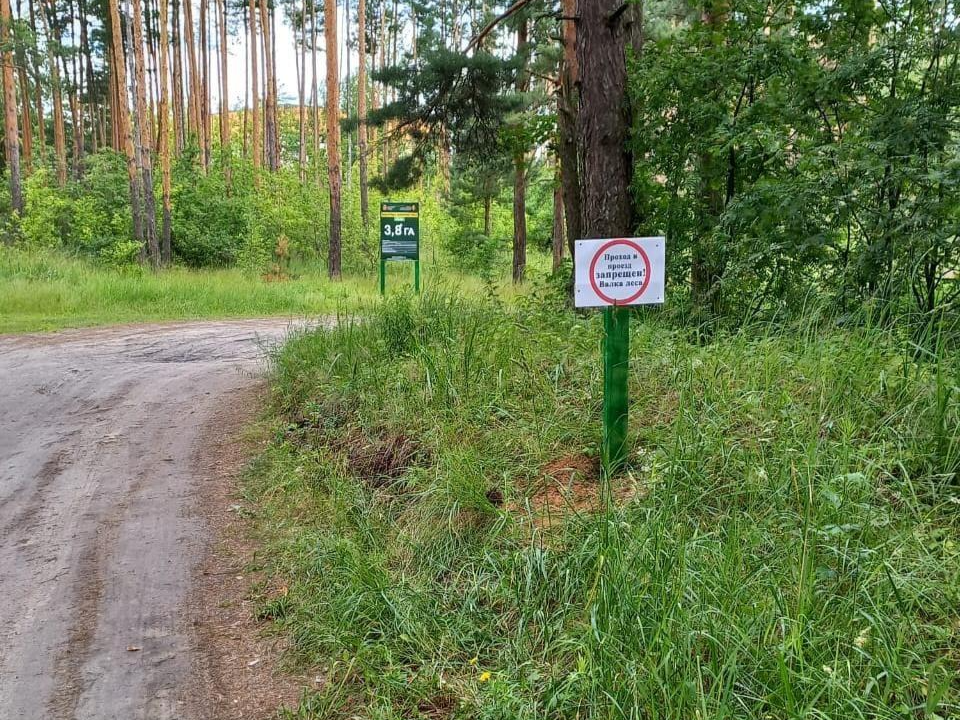 Мертвые деревья уберут в лесу у озера Святое для безопасности отдыхающих