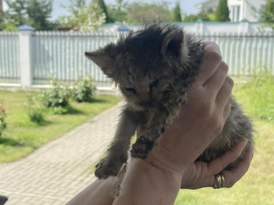 Спасатели Дубны достали из коллектора упавшего котенка