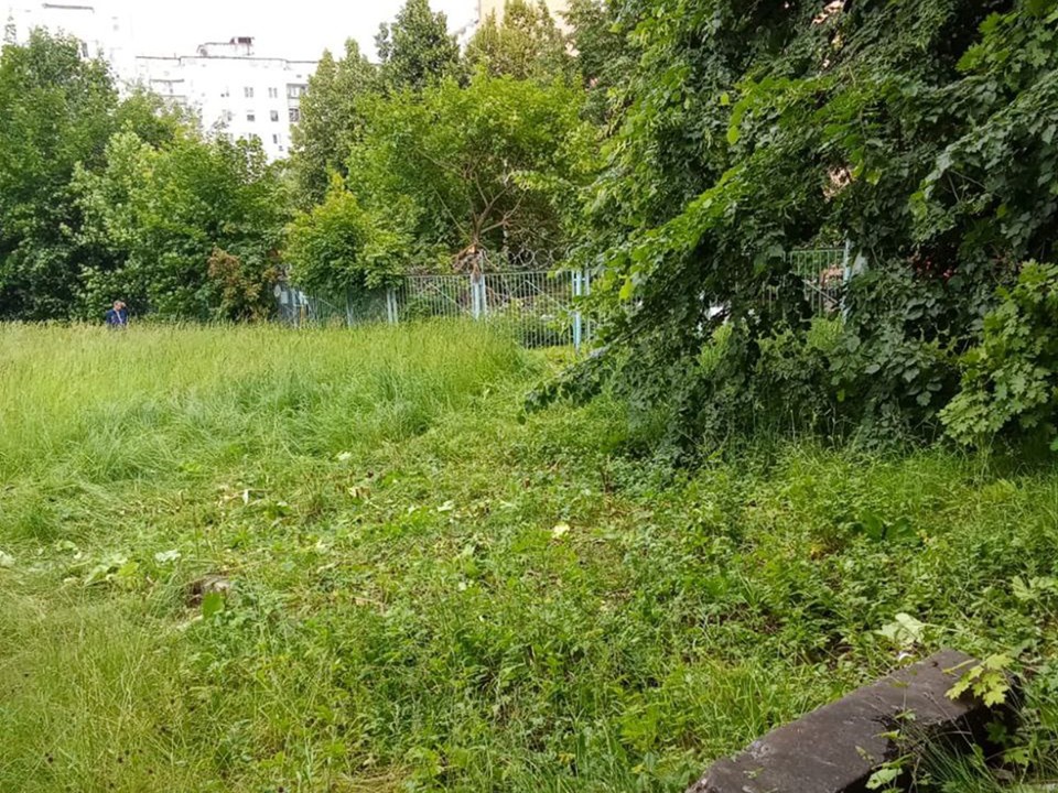 Возле одинцовского лицея №2 уничтожили заросли борщевика