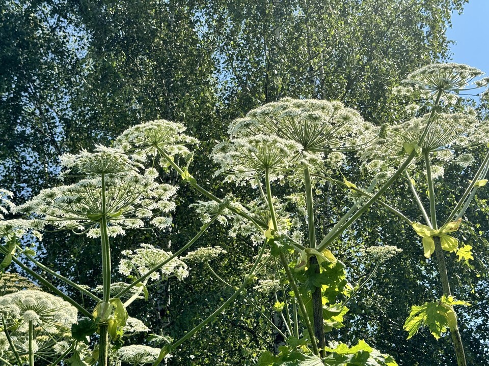 Государство должно помочь в борьбе с борщевиком
