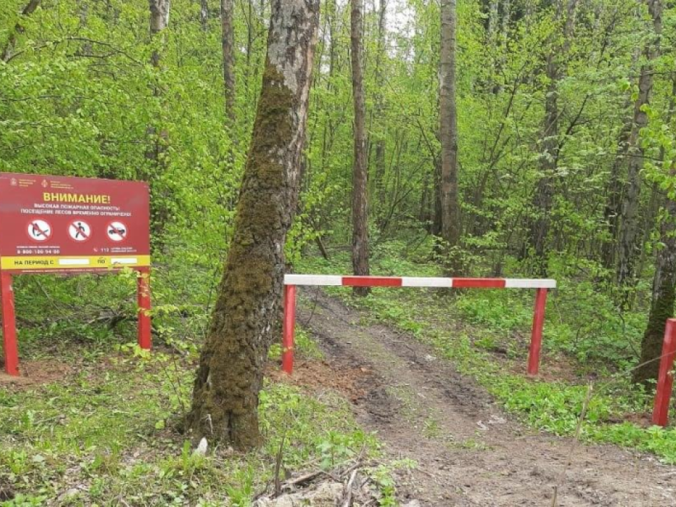 В Дмитровском округе усилены меры противопожарной безопасности в лесах