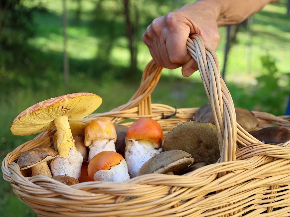 Жителям Подмосковья рассказали, куда ехать за грибами