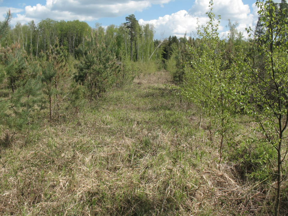 Жителям Подмосковья доступно 26 госуслуг в сфере лесного хозяйства