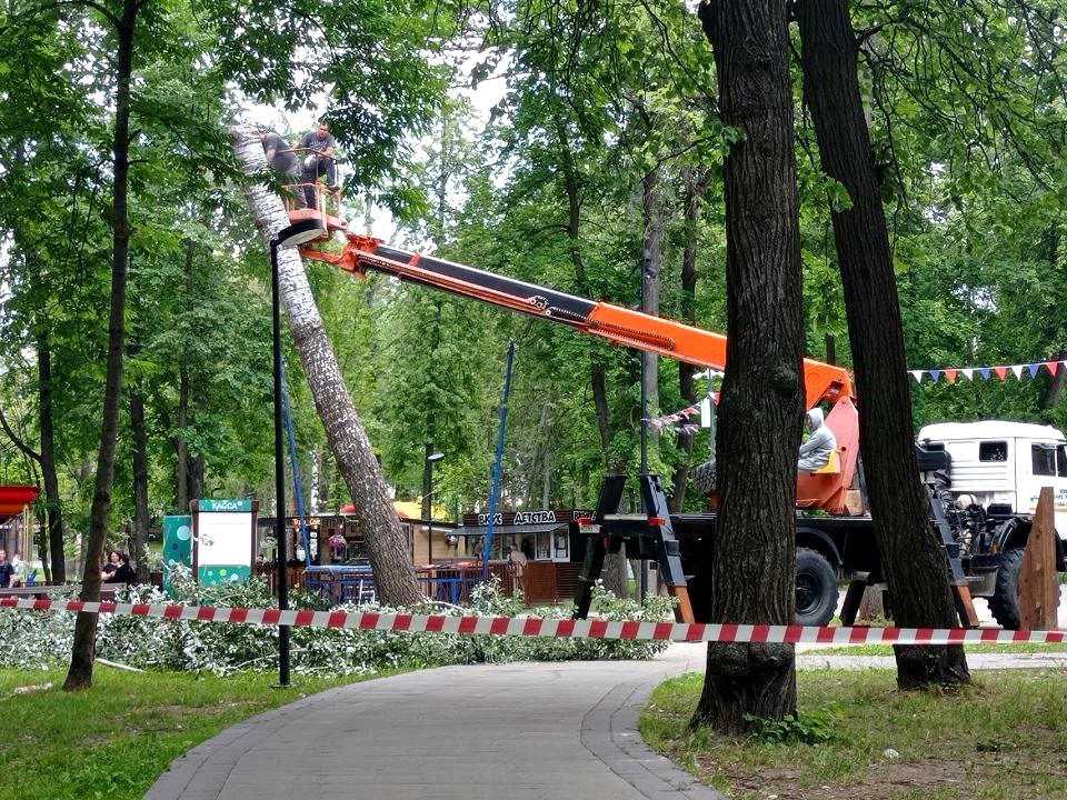 Аварийный тополь срубили в парке имени Олега Степанова в Серпухове
