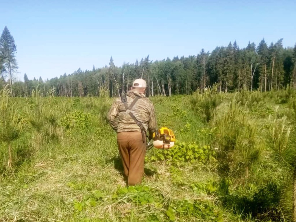 Посадить лес – полдела: в Хатунском лесничестве ухаживают за молодыми деревьями