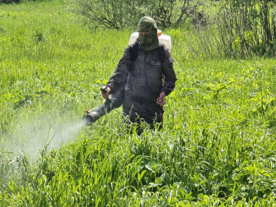 В деревне Утицы обработали территорию от борщевика по просьбе жителей