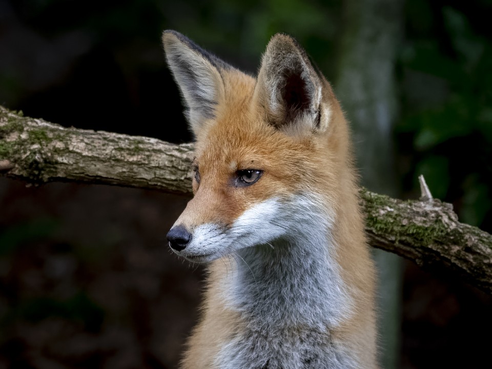 Лисенка заметили на улице Красной Армии