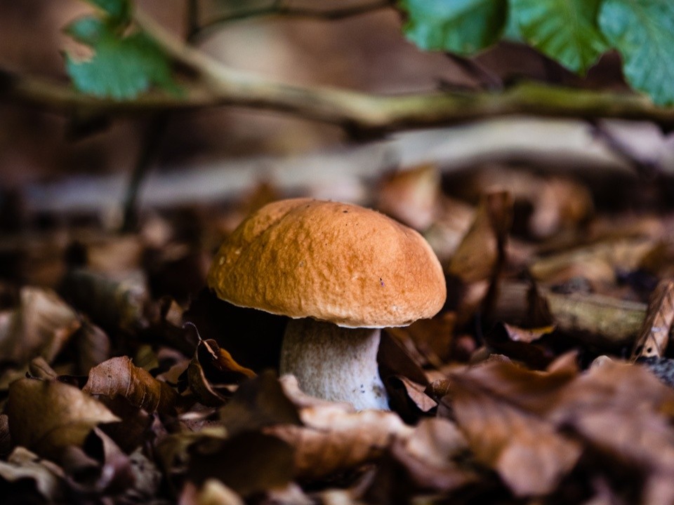 Выращивание «волшебных» грибов на даче может обернуться штрафом или тюрьмой