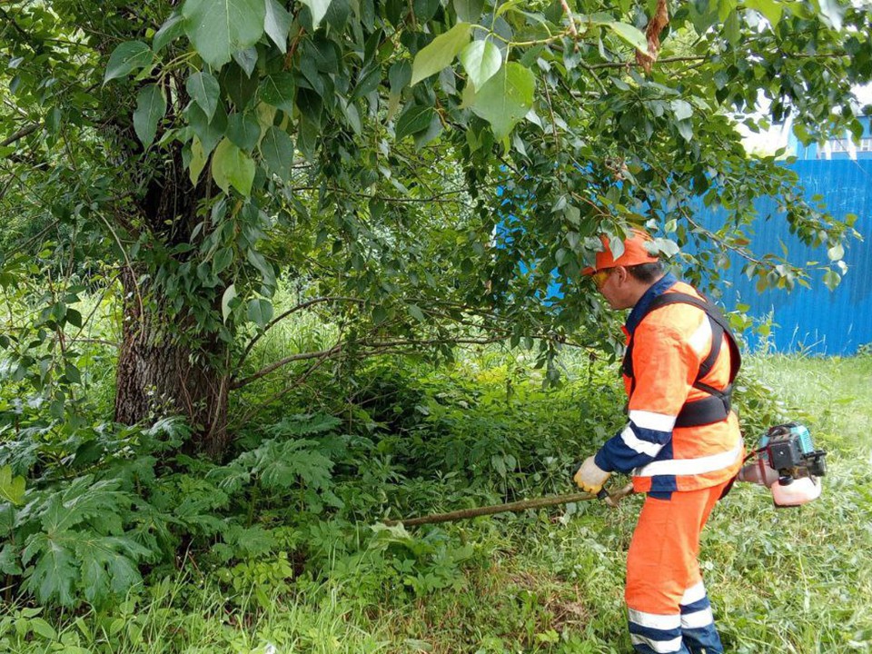 Заросли борщевика Сосновского удалили на Заречной улице в Ивантеевке