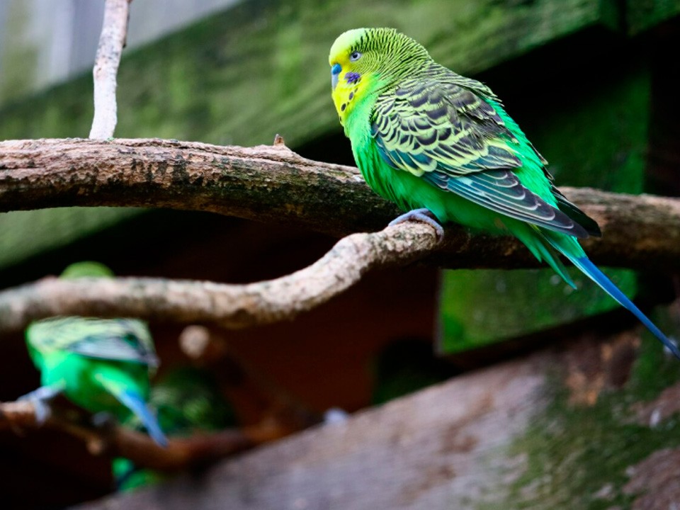 Жители Солнечногорска ищут хозяев попугая, который вылетел в окно