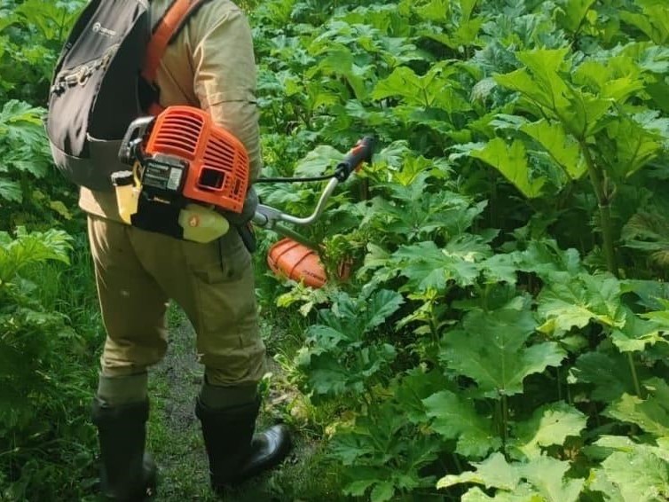 В Орехове-Зуеве борщевик ликвидировали на площади 6,61 гектара