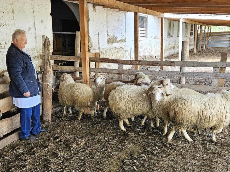 Ученые провели экспедицию и ввели в национальный каталог особо ценных лезгинских овец