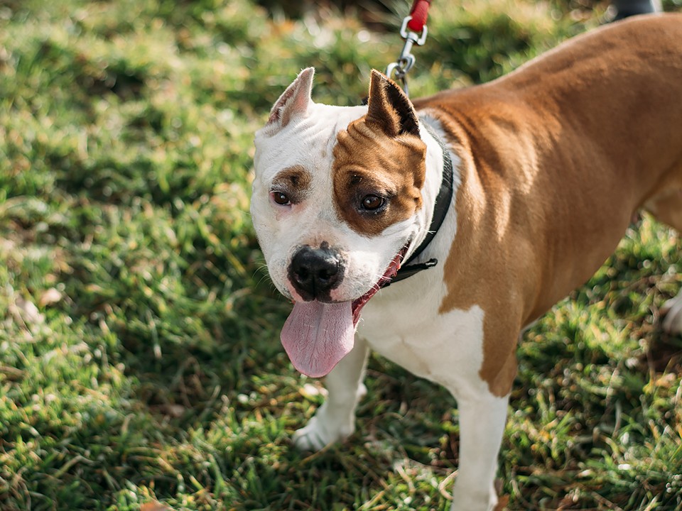 Потерявшегося пса привязали у ларька с шаурмой в Дрожжине