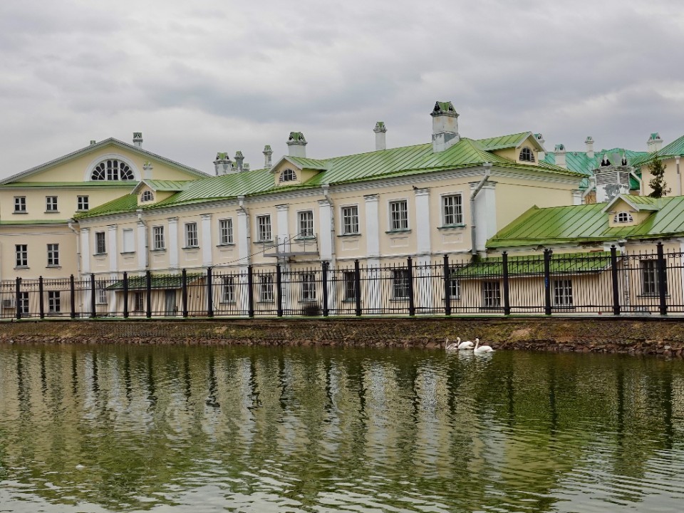 Гибель самца разлучила знаменитую пару влюбленных лебедей на Белом пруду