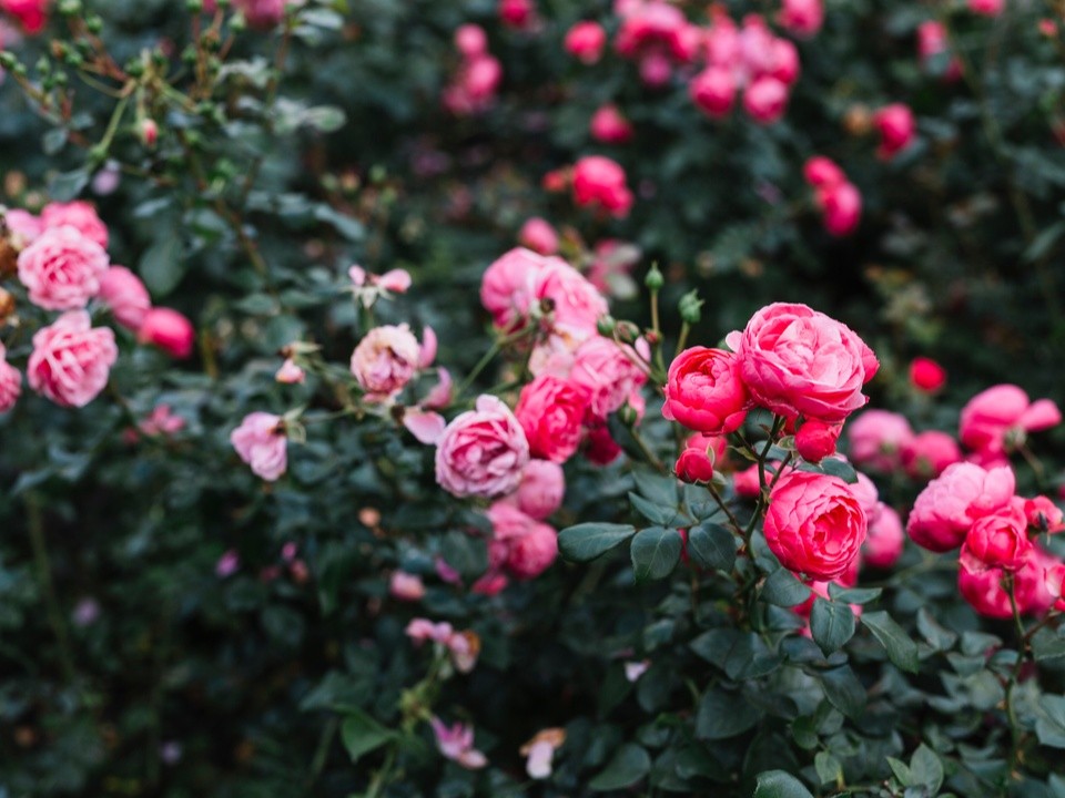 Подкормка, которую нужно сделать в конце июня: секрет пышного цветения роз до самых холодов