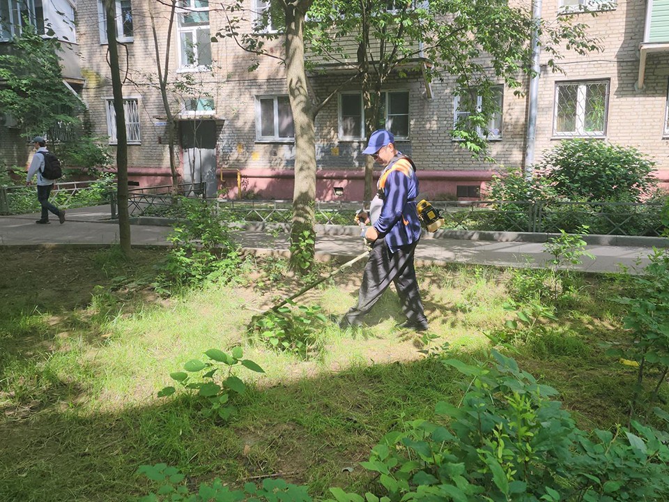 На западной стороне Пушкино скосили высокую траву и привели в порядок газоны