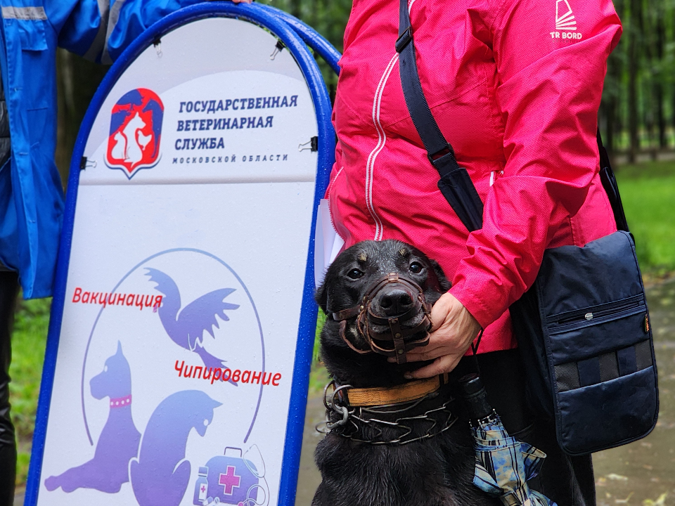 Подольчане смогут чипировать и привить своих питомцев во время прогулки в сквере