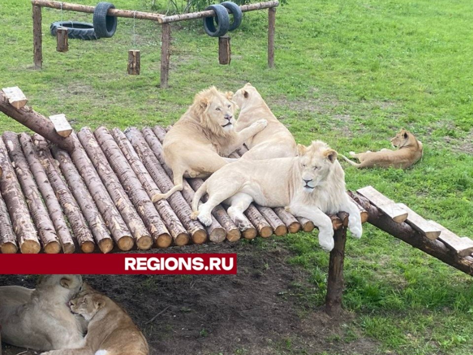 Клинский парк-приют для хищников переехал в Караваево