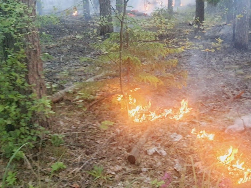 Пожарные ликвидировали возгорание в лесном массиве в Шатуре