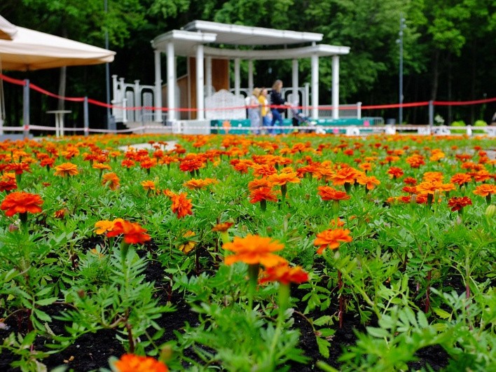 Тысячи ярких цветов высадили на улицах Воскресенска