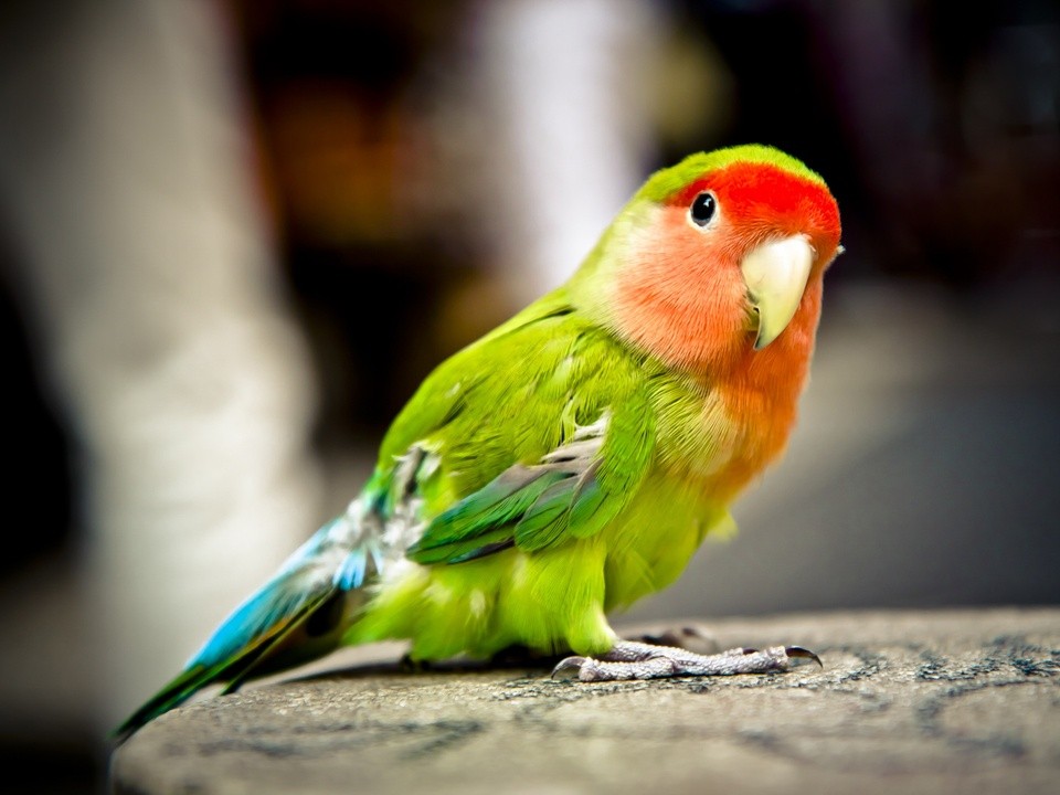 Попугая-потеряшку разыскивают хозяева в Бронницах