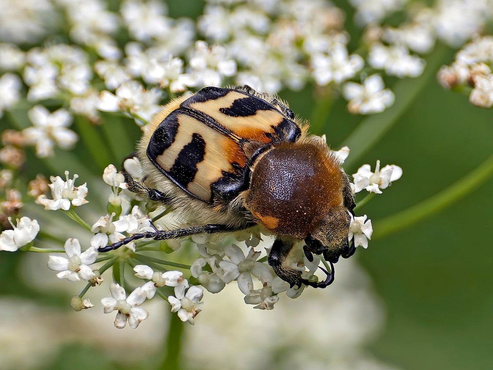 В Павловском Посаде заметили жука необычного окраса