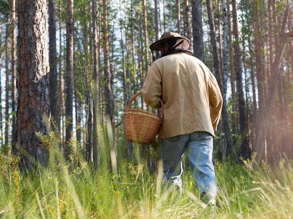 В лесах Наро-Фоминска начали бронировать грибы